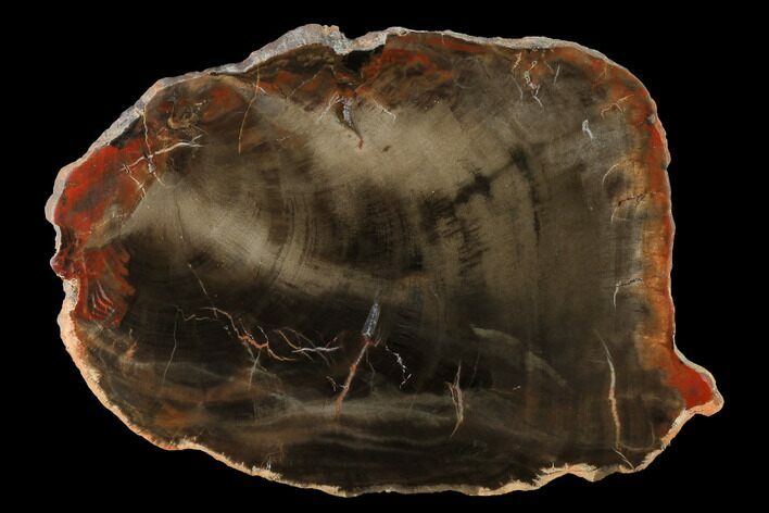 Triassic Petrified Wood (Araucaria) Round - Utah #144255
